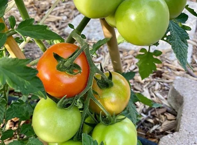 宾馆 Du Cote De Chez Sam